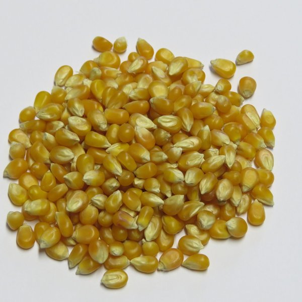 500g Bio Popcorn Mais - DE-ÖKO-005